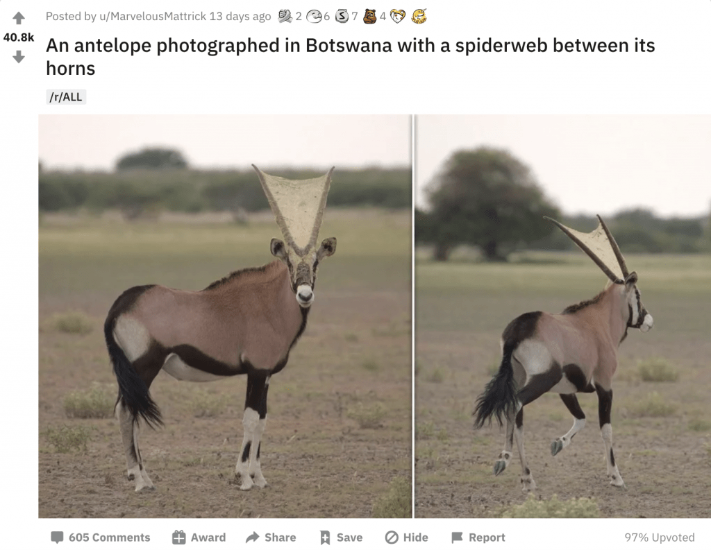 Antelope with a spiderweb between its horns. Source: Reddit