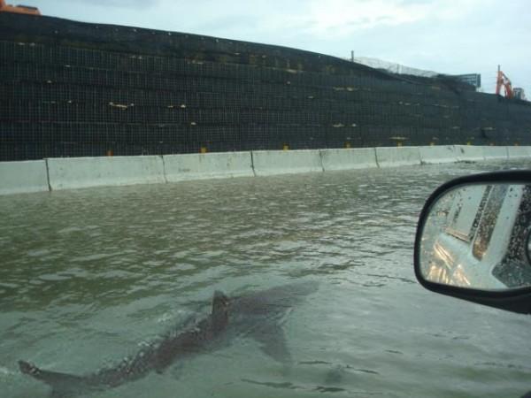 Fake photo of a shark swimming down a highway. 